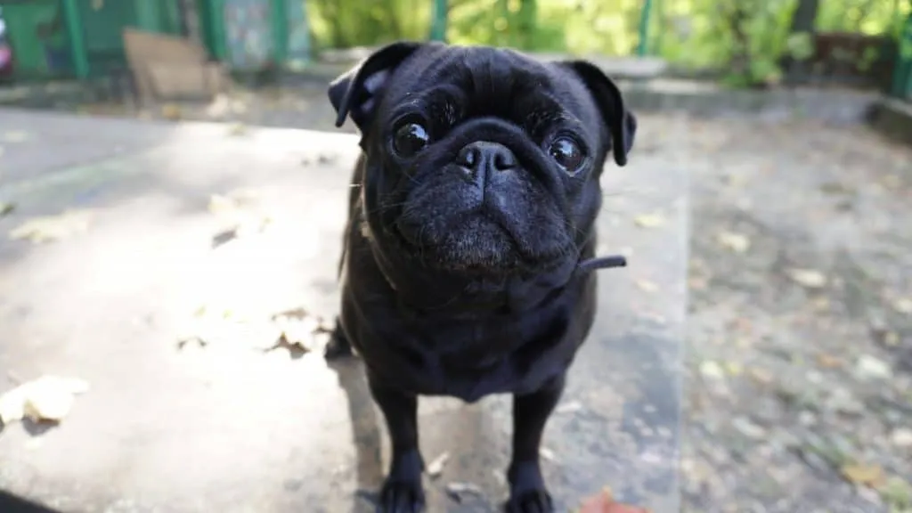Is A French Bulldog Pug Mix The Right Cross Breed For You Frenchbulldogio