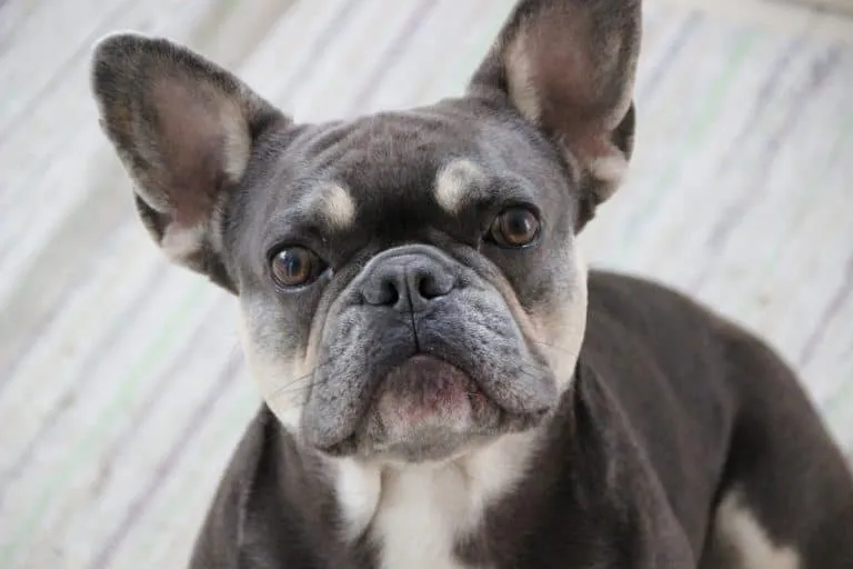 French Bulldog Cost, How Expensive can they be