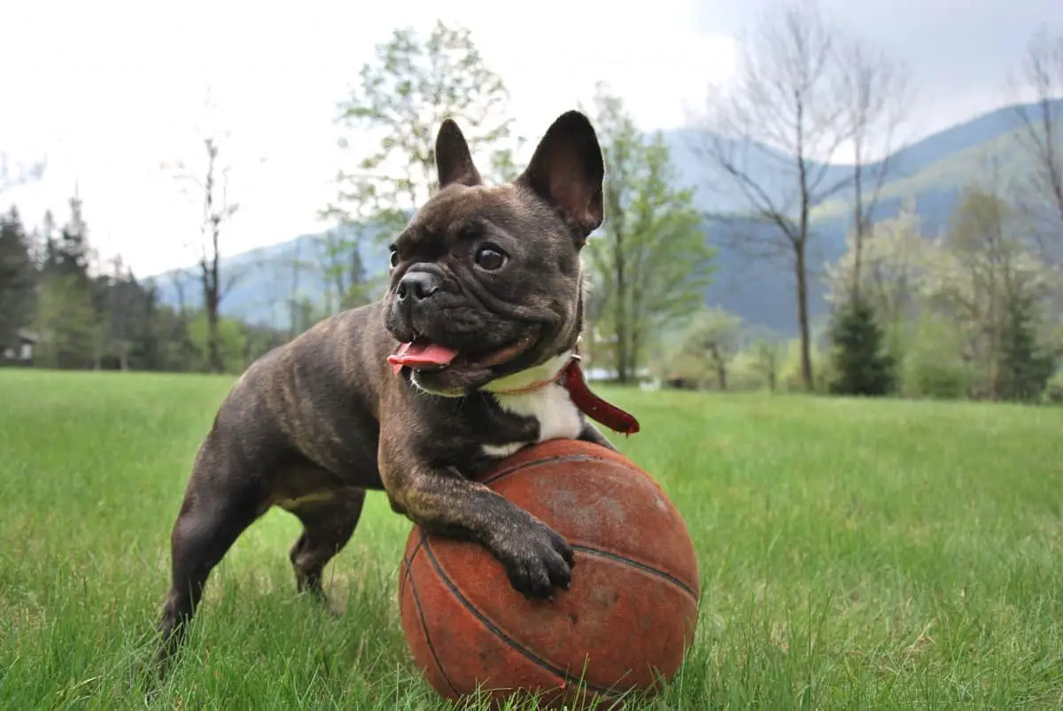 Are French Bulldogs Easy to Train? FrenchBulldogio