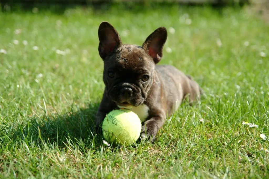 cost of french bulldog puppies