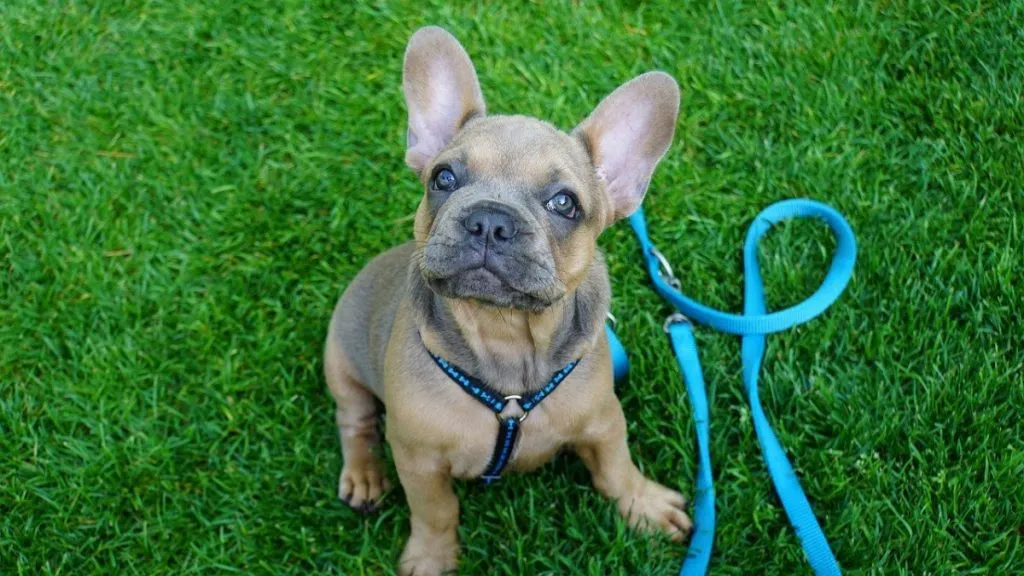 cost of french bulldog puppies