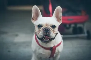 Grooming French Bulldogs