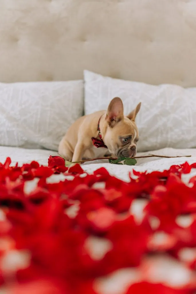 are french bulldogs high maintenance?