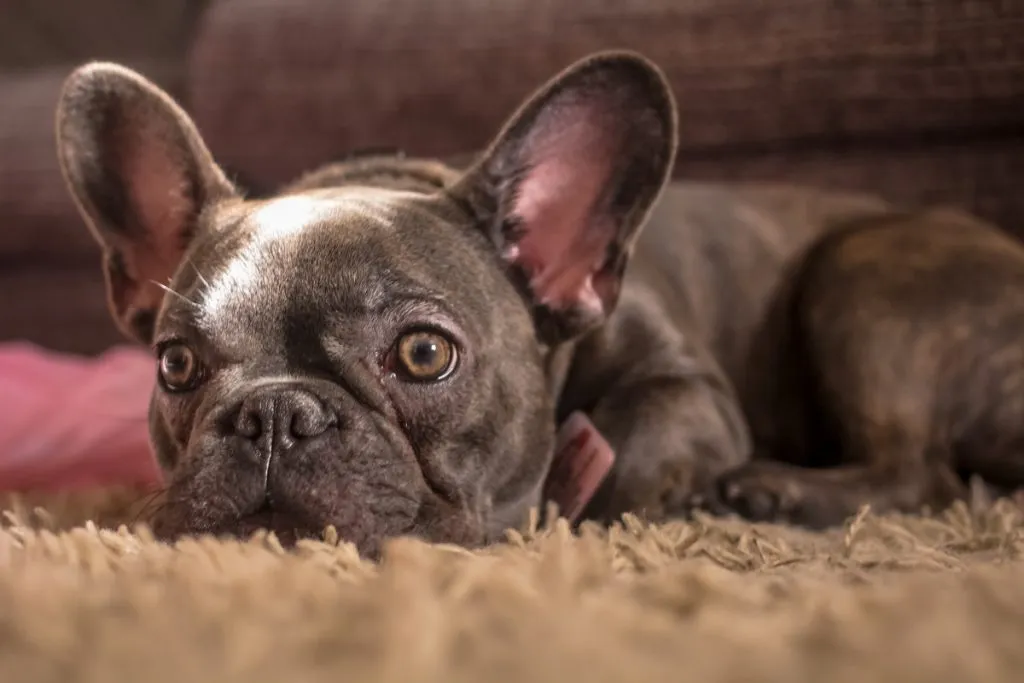 What are the pros and con to owning a french bulldog?
