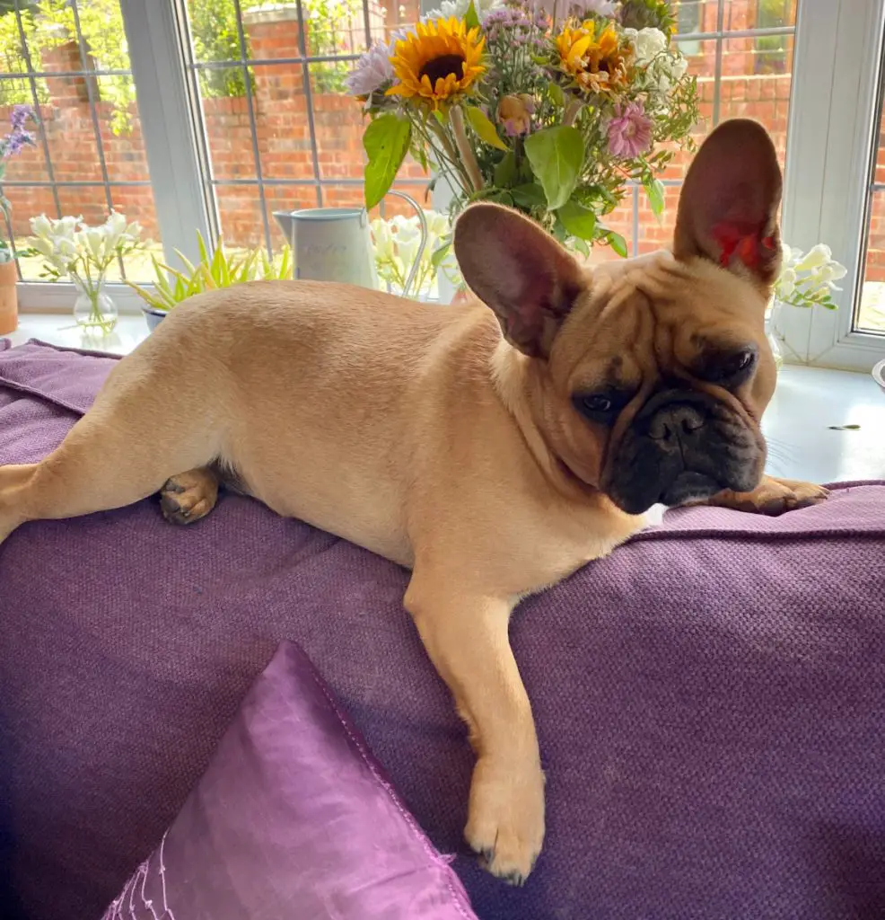 What are the pros and cons to owning a french bulldog?