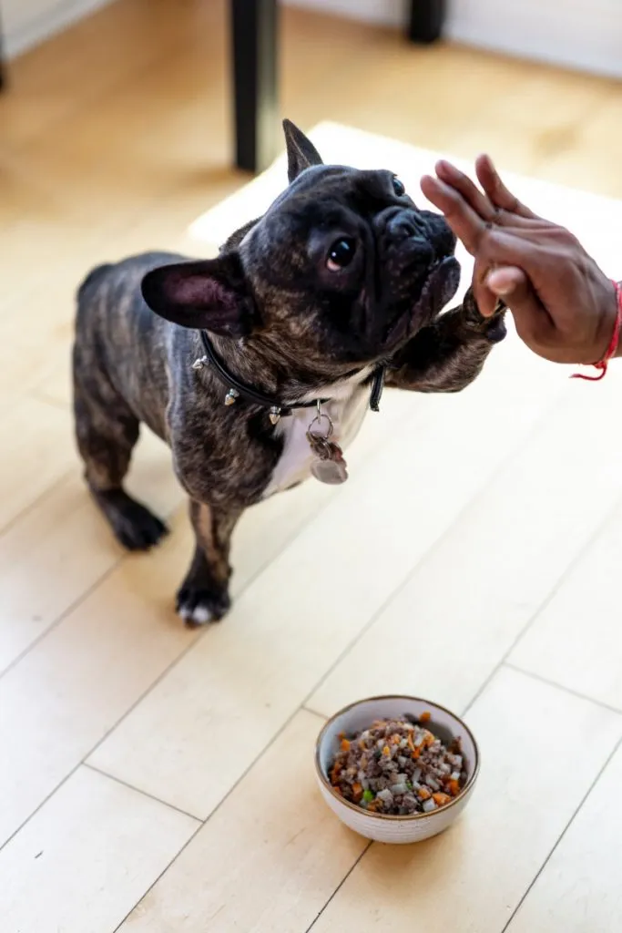 Slow Feeding Dog Bowl For French Bulldogs: The Ultimate Guide