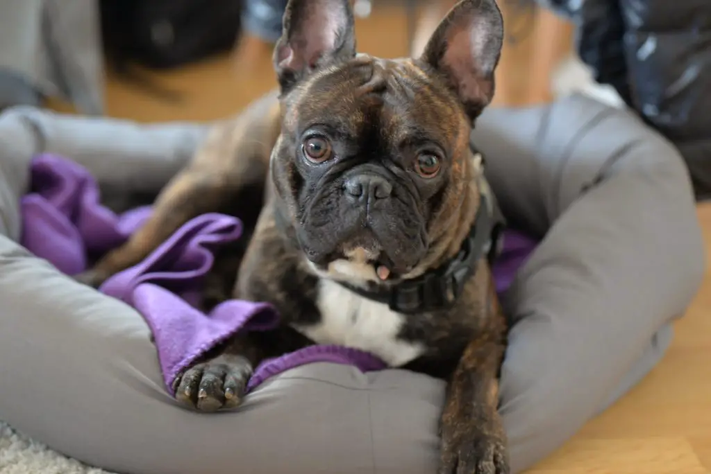 why you shouldn't buy a French bulldog?