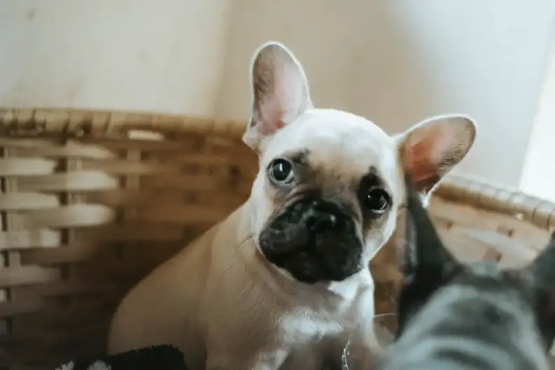 at what age is it ok to bathe a puppy