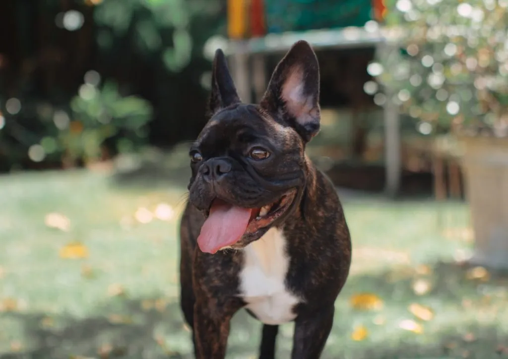 How To Know If Your French Bulldog Is Purebred?