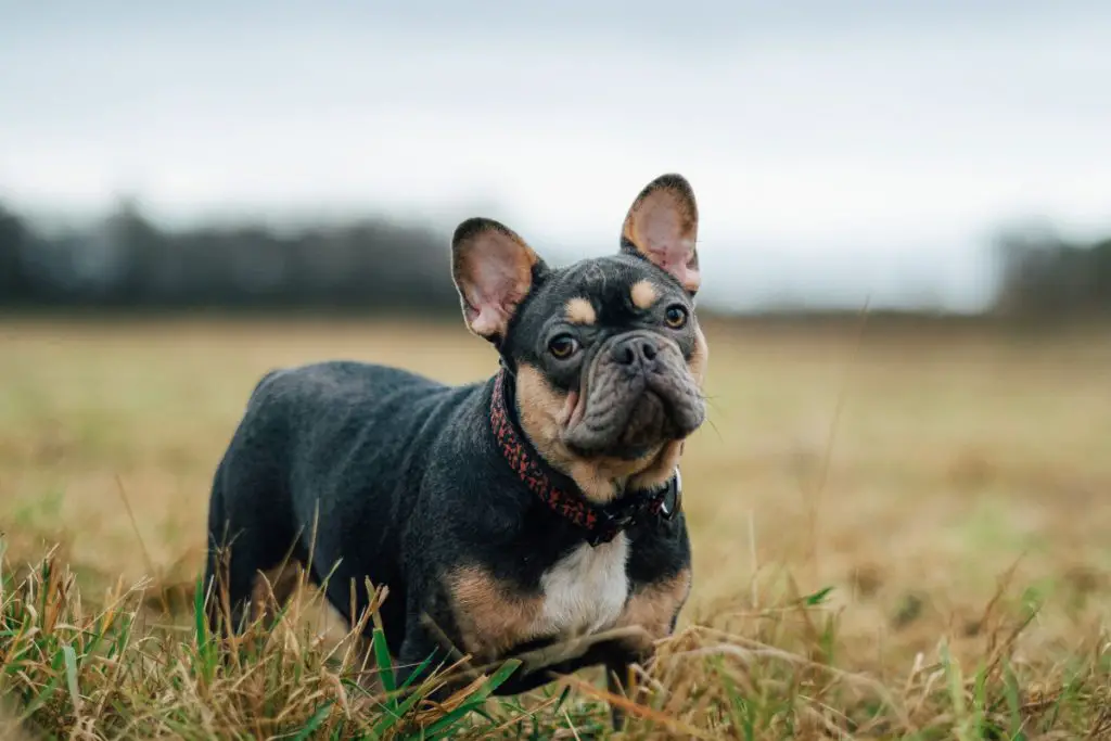 How do you know if your french bulldog is happy?