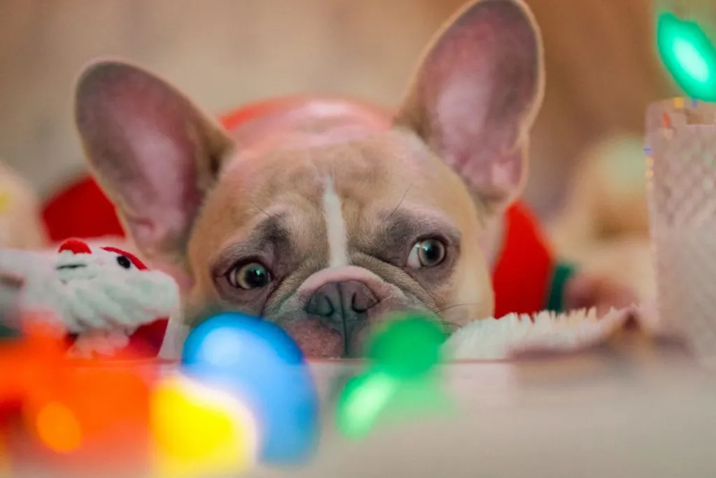 How do you know if your french bulldog is happy?