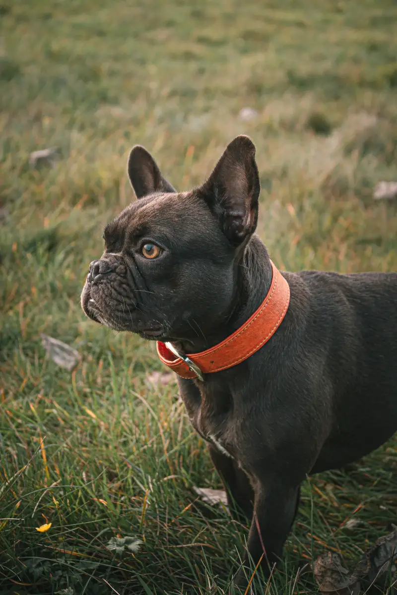The Best Dog Collar for Your French Bulldog – SPARK PAWS
