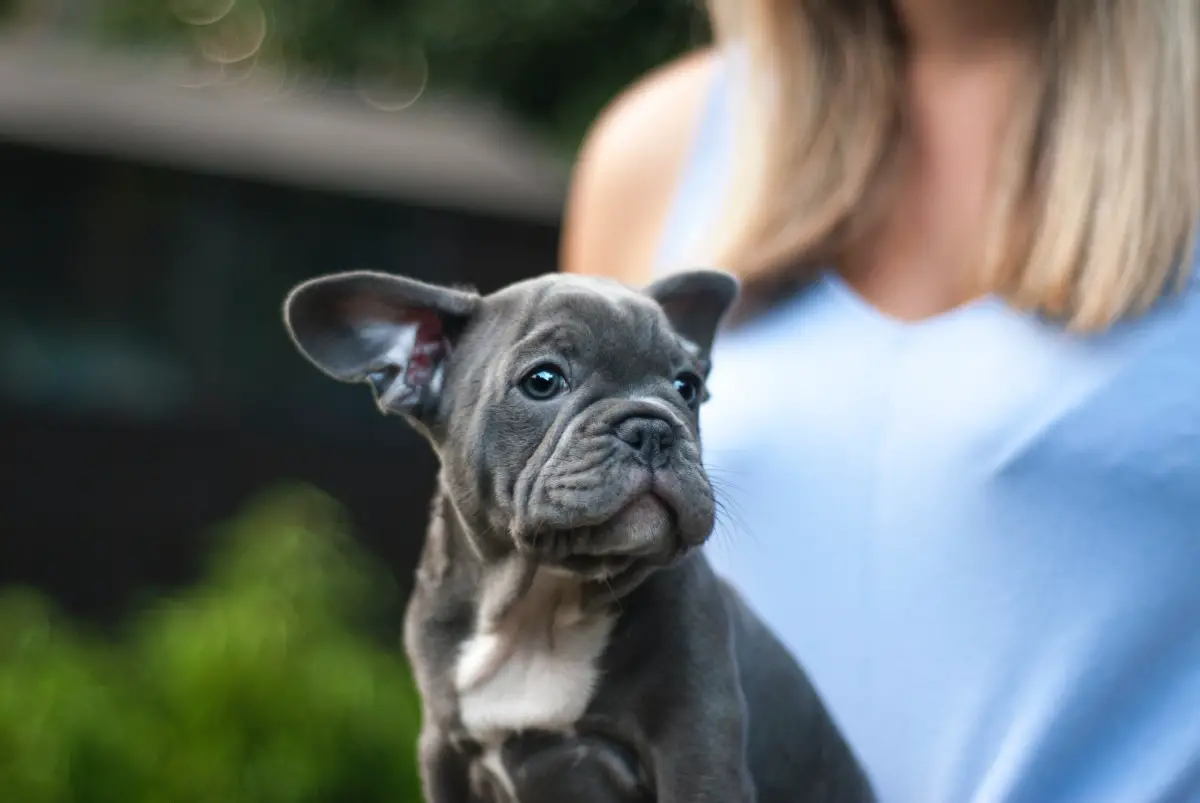 Why are my French Bulldog's ears curling? FrenchBulldogio