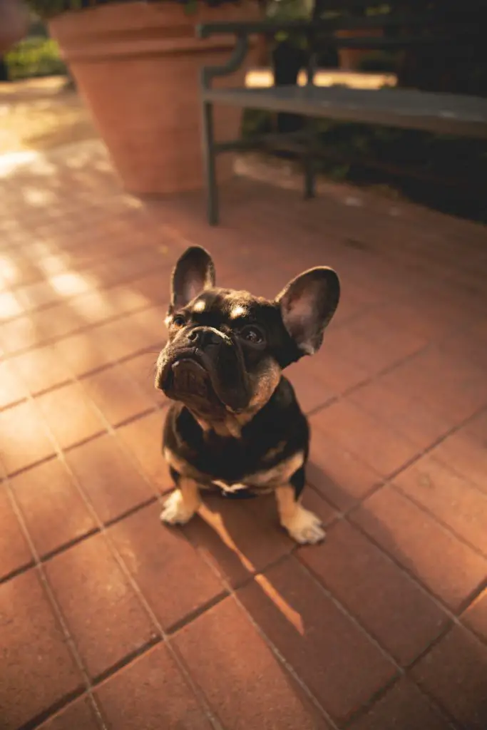 Why are my French Bulldog's ears curling?