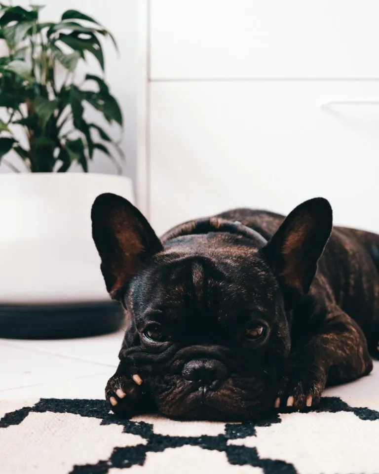 Best French Bulldog Dog Crates For Sleeping, Training, And
