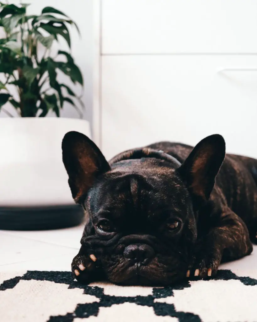 Best French Bulldog Dog Crates For Sleeping, Training, And Anxiety