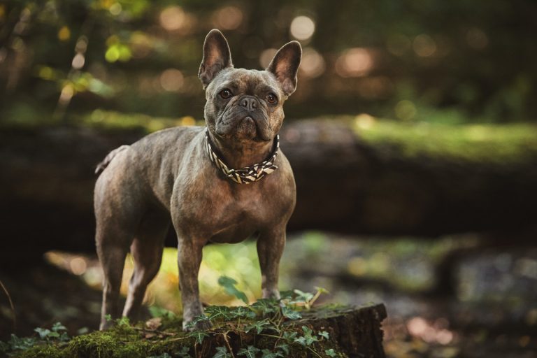 Best Dog Collars For French Bulldogs - FrenchBulldogio