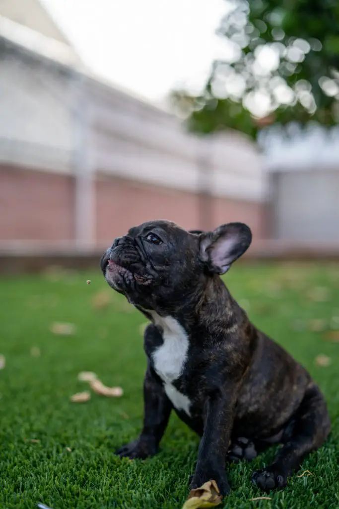 Why Do French Bulldogs Cry So Much?