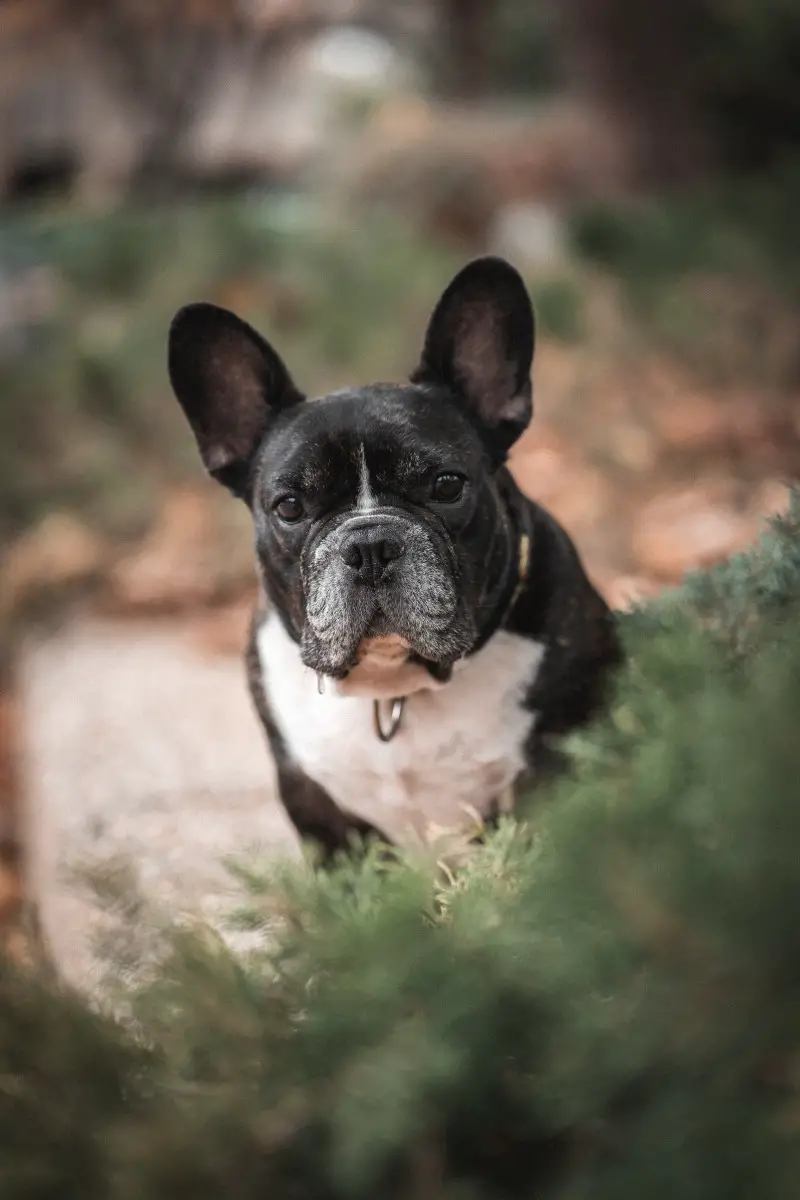 what is the average stud fee for a french bulldog