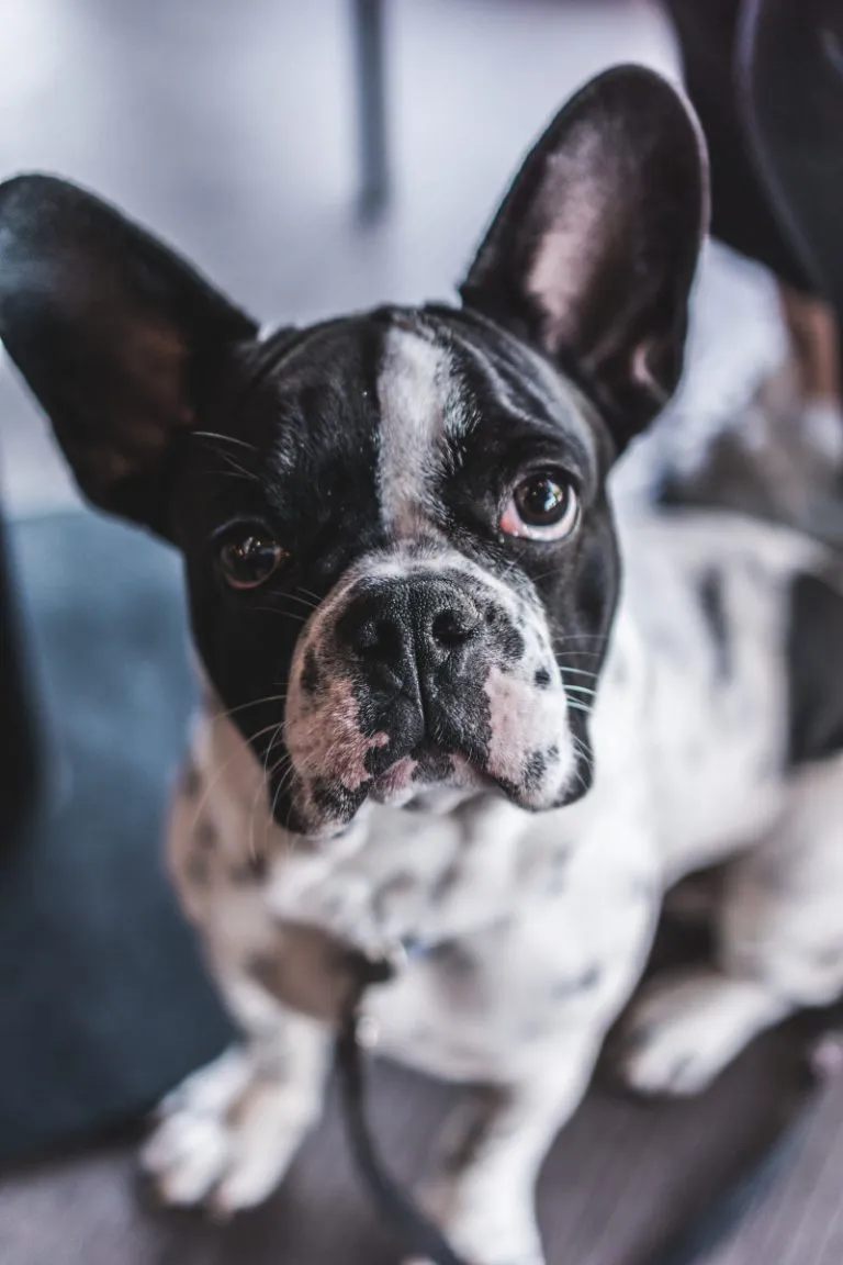 What Color Should A French Bulldogs Ear Wax Be? - FrenchBulldogio