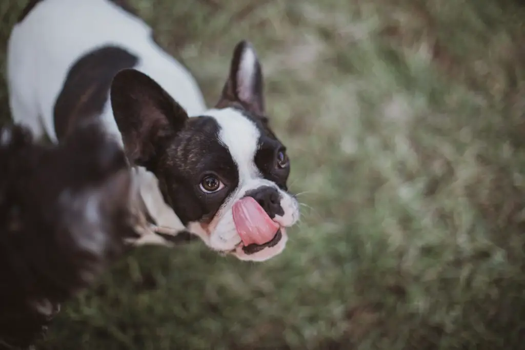 Why is my french bulldog constantly licking his nose?