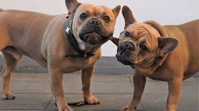 When Do French Bulldogs Stop Teething? 