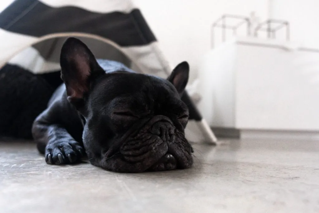 french bulldog sleep apnea