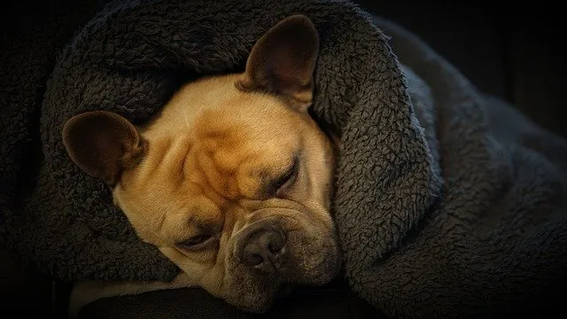 why do french bulldogs sleep so much?