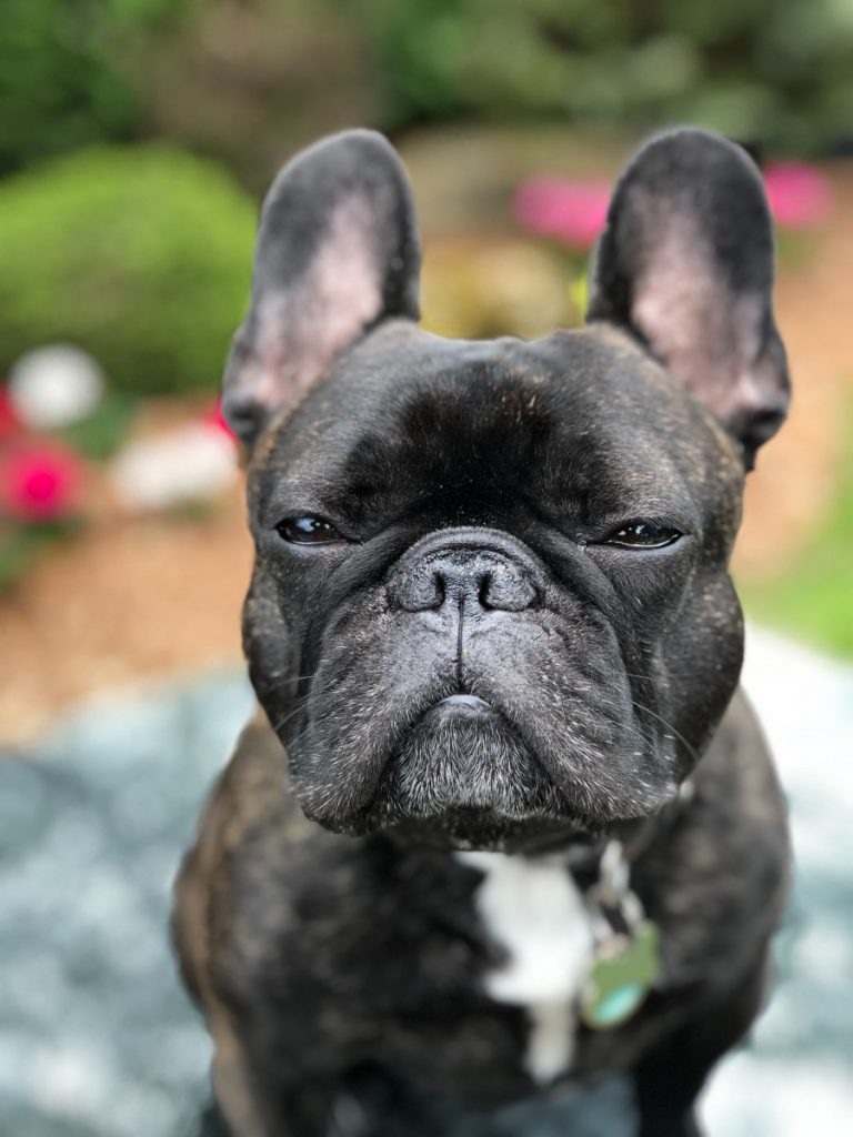 How Do I Get My French Bulldog to Fart Less? - FrenchBulldogio
