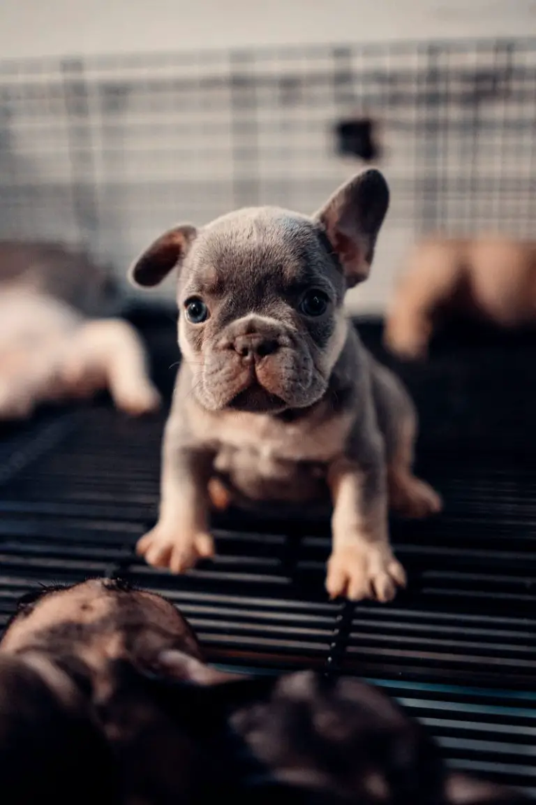 how-many-c-sections-can-a-french-bulldog-have-frenchbulldogio