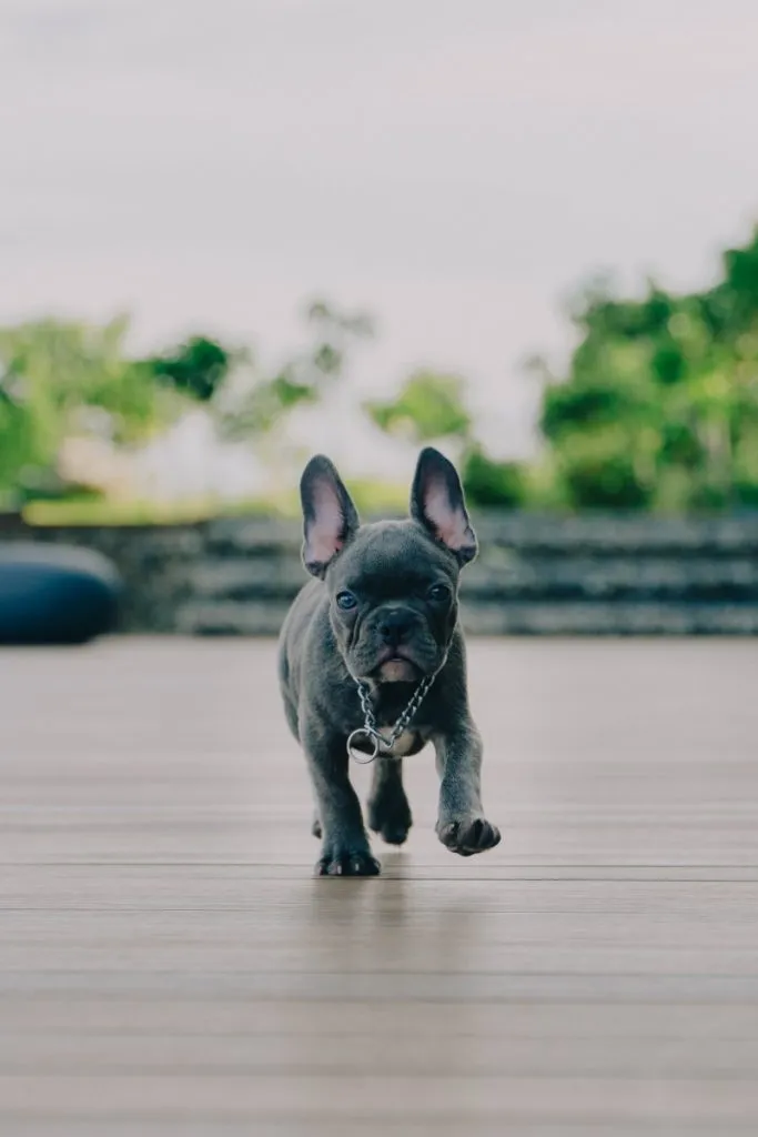 How to Register a Blue French Bulldog with the AKC? 