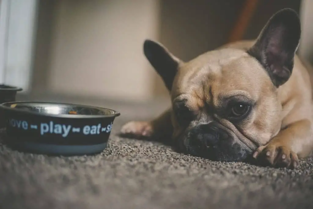 Best Wet Food for French Bulldogs