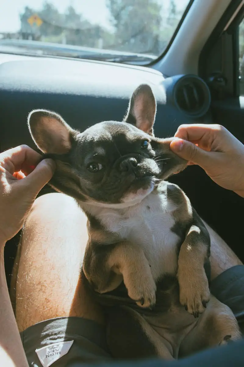 can-french-bulldogs-eat-tomatoes-frenchbulldogio