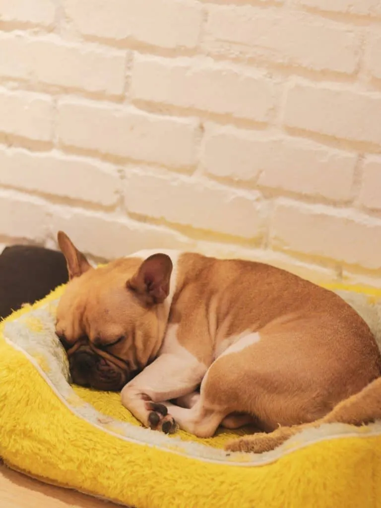 can french bulldogs give birth naturally?