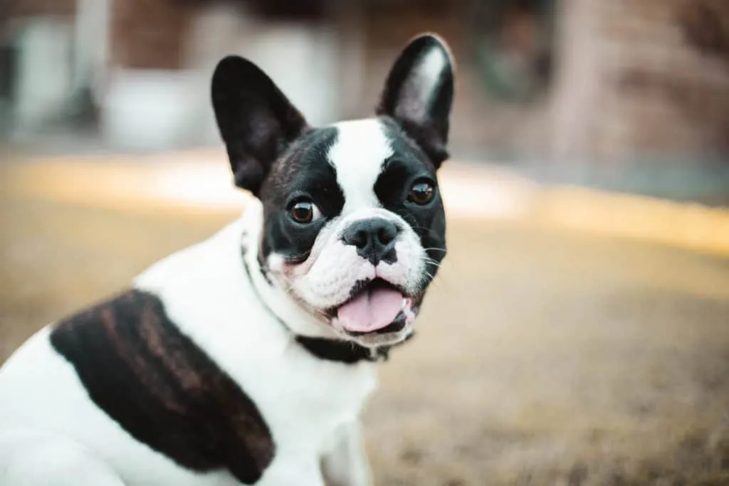 Best Toothpaste for French Bulldogs