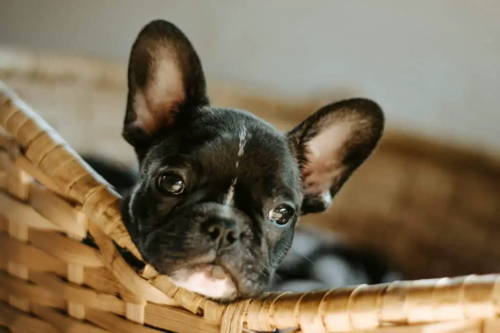 can french bulldogs sleep in your bed?