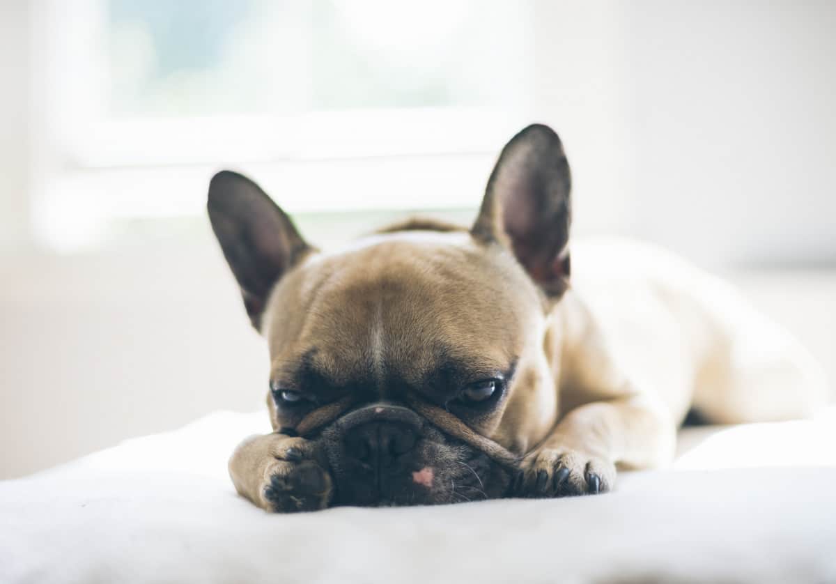 why-does-my-frenchie-have-diarrhea-answered-frenchbulldogio