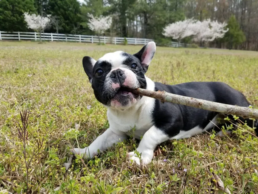 Best Toothbrush For French Bulldogs