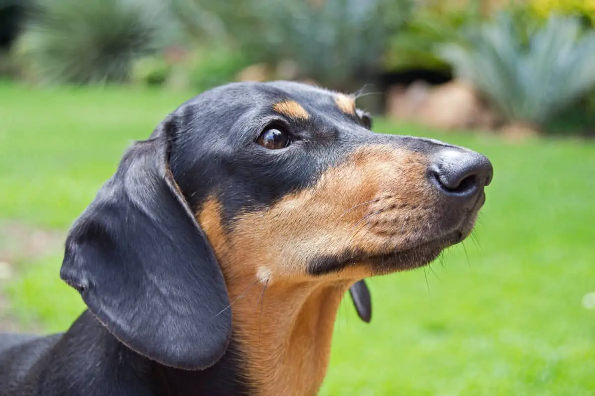 are dachshunds trainable