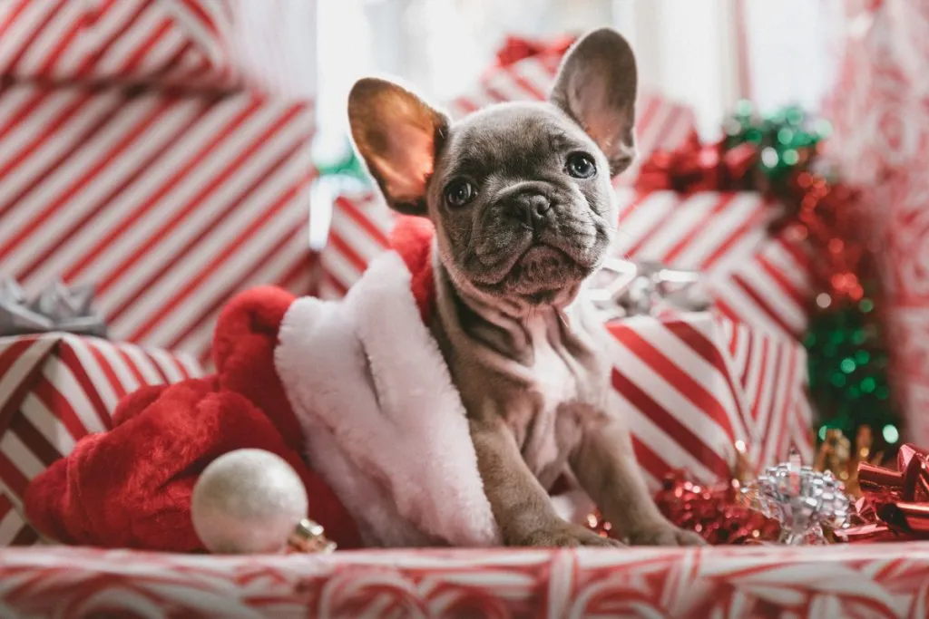 Christmas Sweaters for French Bulldogs