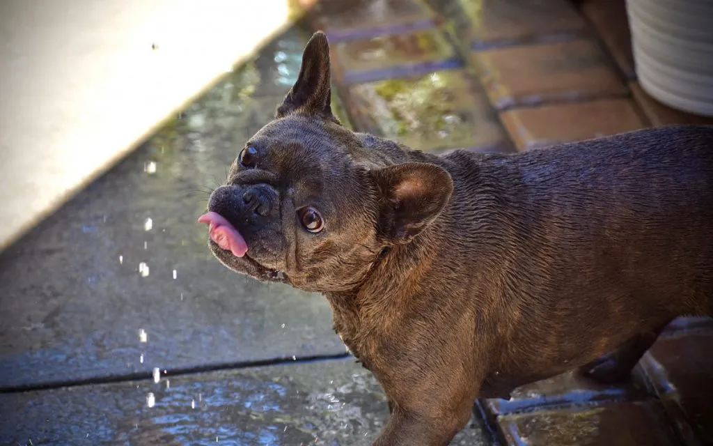 Do French Bulldogs Drink a lot of Water? 