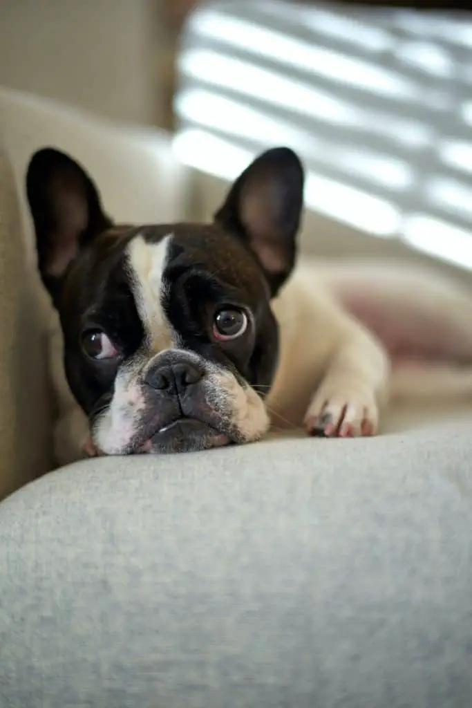 can french bulldogs go up and down stairs
