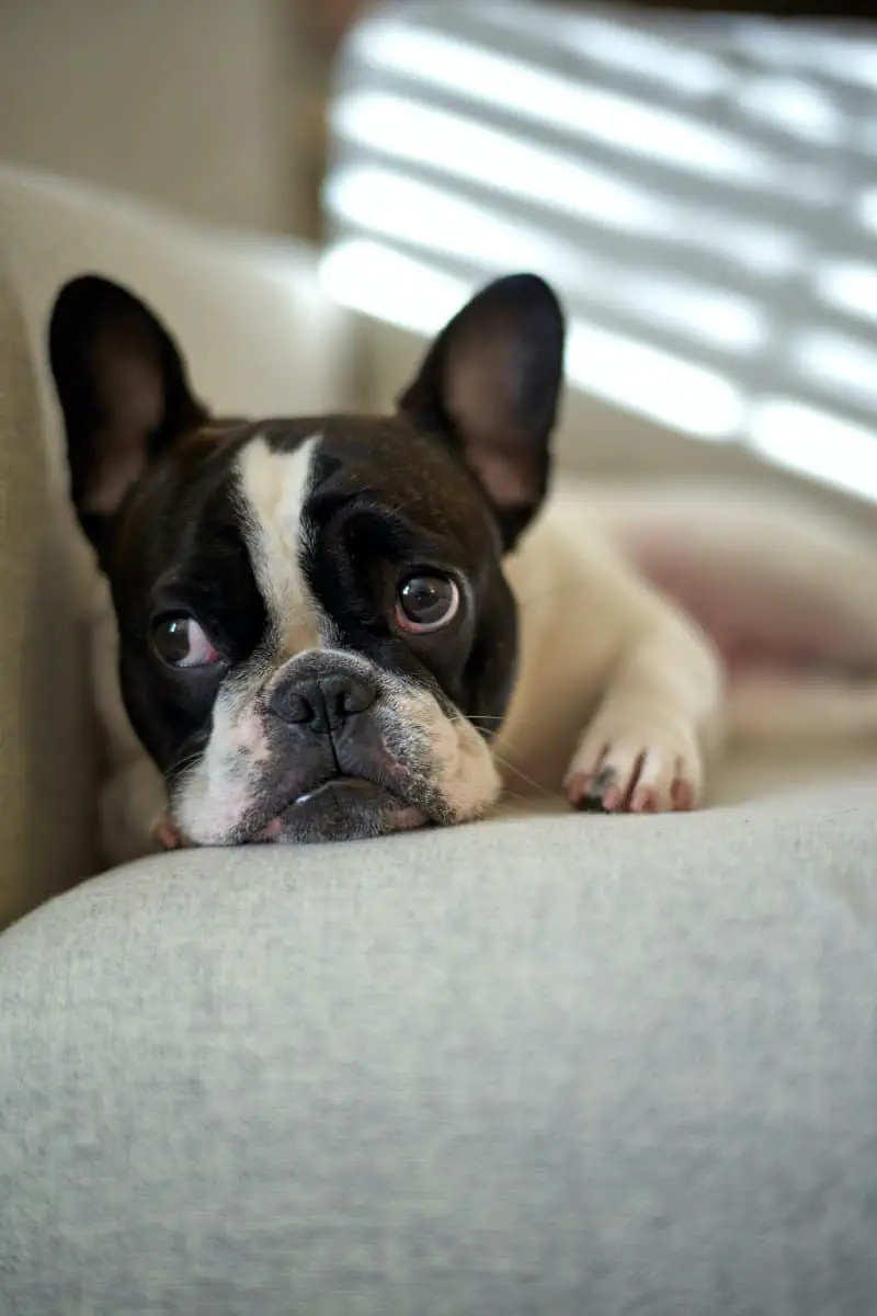 can bulldogs do stairs