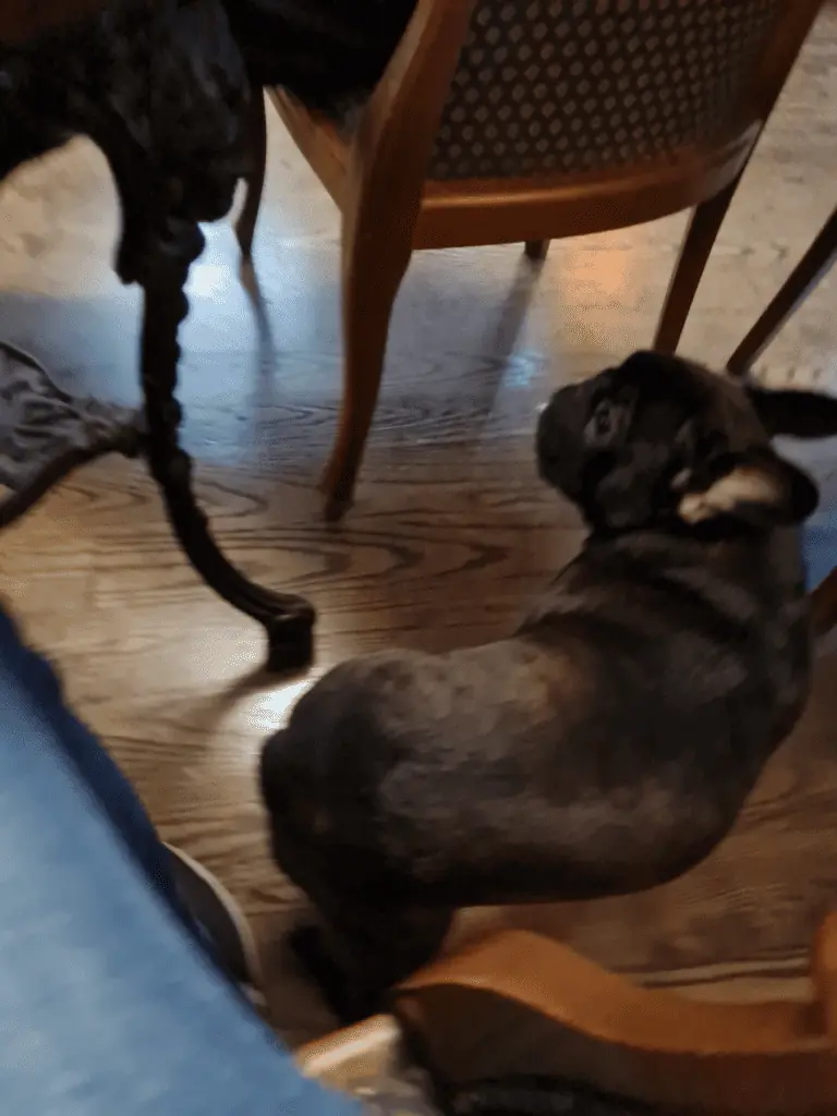 do frenchies get along with other dogs